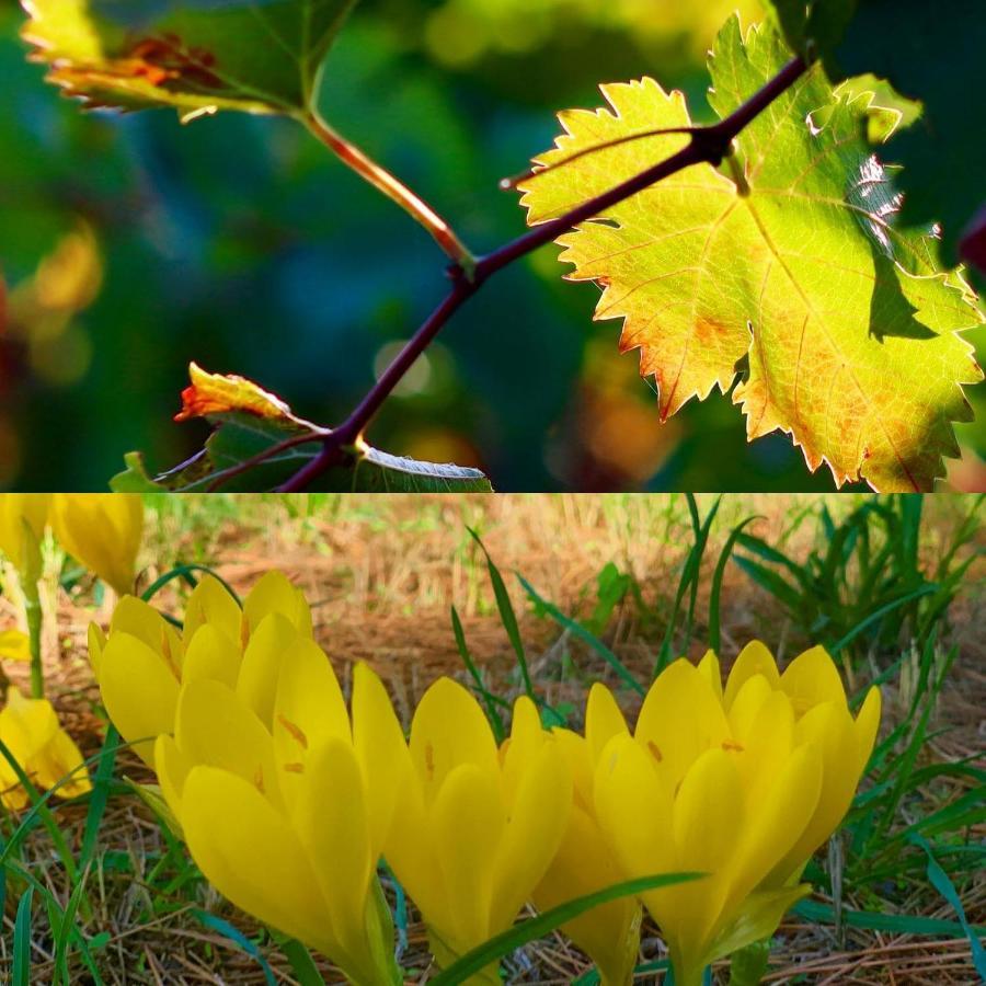 La Maison Grenadine Pres Du Canal Du Midi Tourouzelle Екстериор снимка